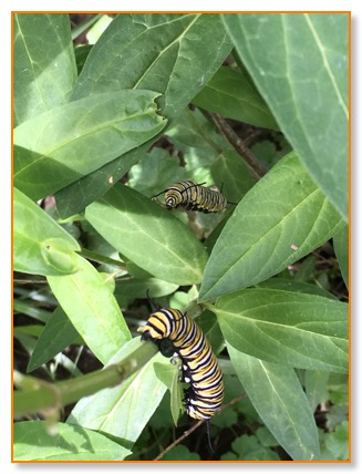 Monarch  Catterpillars