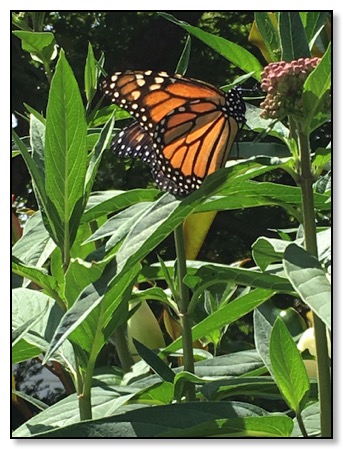 Monarch_Butterfly_Small